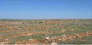 Campo