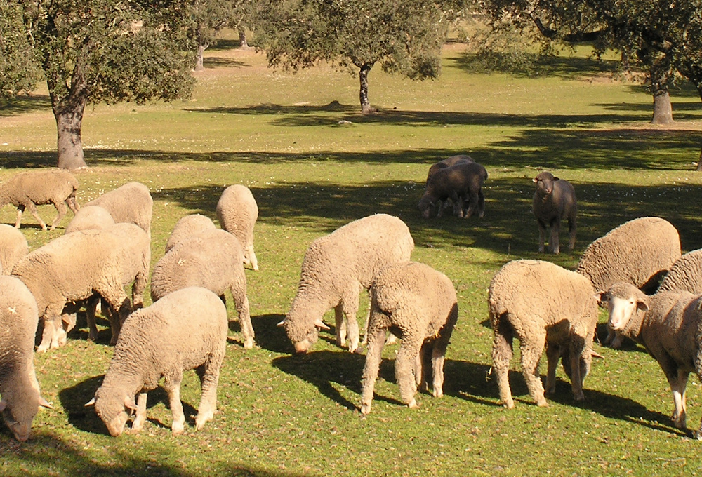 Ovejas merinas (Rubén Moreno-Opo. MITECO)