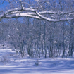 Robledal con nieve. A. Moreno