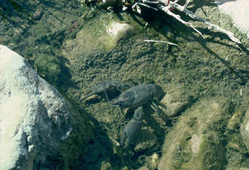 cangrejo de río, Parque Nacional de la Sierra de las Nieves