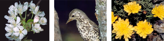 Cerezo, zorzal y diente de león de Sierra Nevada