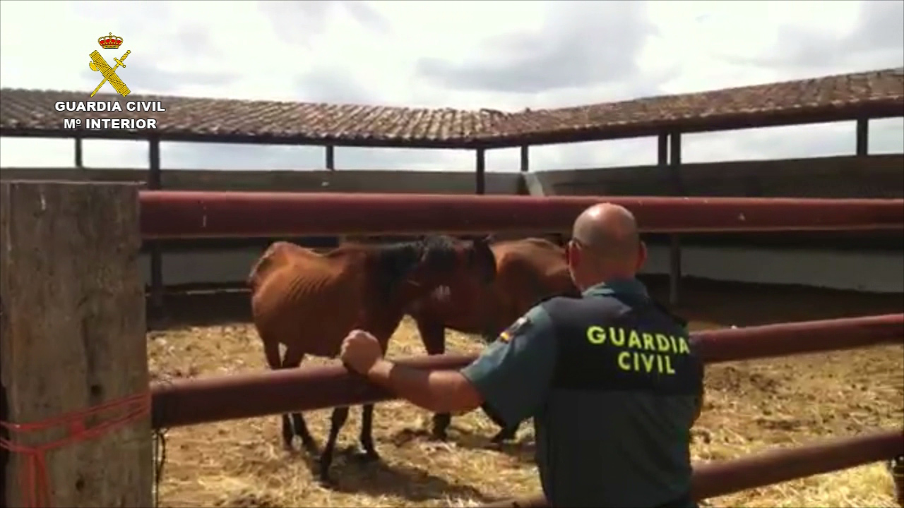 Dia mundial de los animales 04