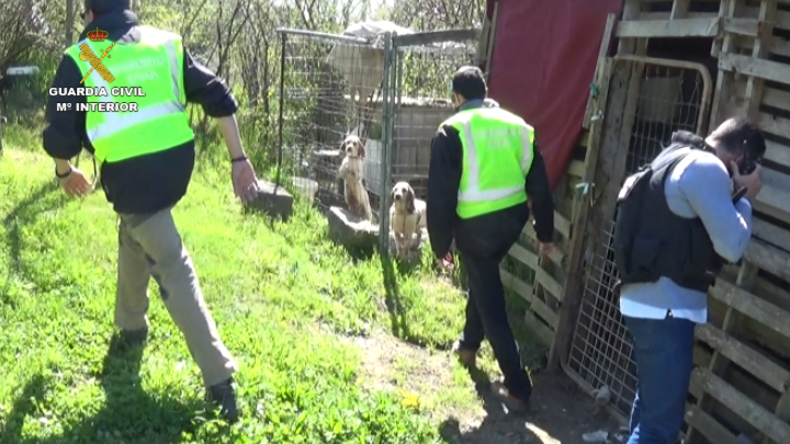 La Guardia Civil detiene a un hombre por entrenar a perros para someterlos a peleas ilegales