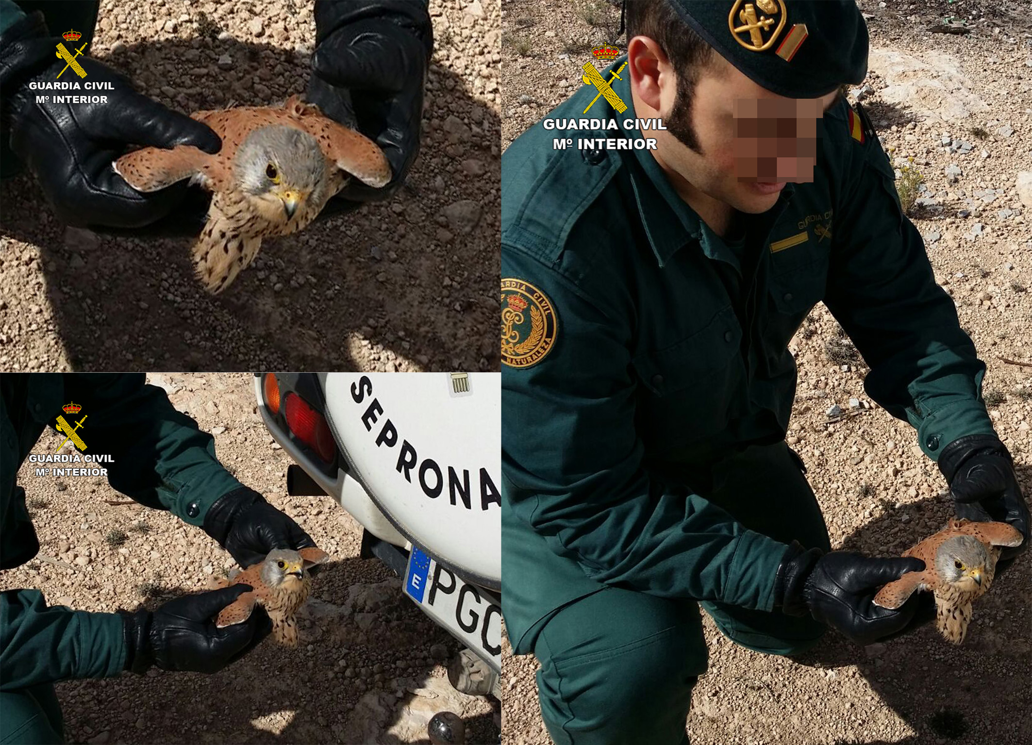 La Guardia Civil recupera en Jumilla un ejemplar herido de cernícalo