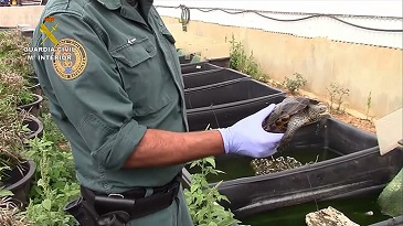 Se han incautado más de 1.100 ejemplares de varias especies de tortugas y de más de 750 huevos. Asimismo, se ha desmantelado el mayor criadero ilegal de tortugas en Europa. Entre las especies incautadas se encuentran Tortugas de caja (Cuora sp.), consideradas en altísimo riesgo de extinción, así como algunas endémicas de Méjico, Estados Unidos y Canadá.