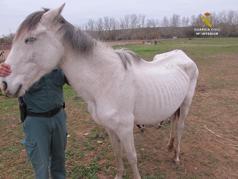 Desde la Guardia Civil recordamos la Campaña llevada a cabo contra el maltrato y abandono de animales domésticos “Yo si puedo contarlo” cuyo objetivo es concienciar a los ciudadanos para que promuevan medidas necesarias en la protección, ordenación y bienestar para los animales de compañía y denuncien las conductas contrarias al bienestar de los animales domésticos de las que tengan conocimiento.