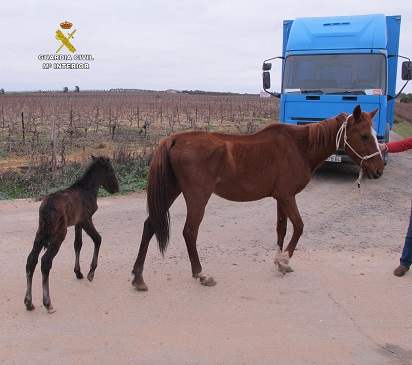 Desde la Guardia Civil recordamos la Campaña llevada a cabo contra el maltrato y abandono de animales domésticos “Yo si puedo contarlo” cuyo objetivo es concienciar a los ciudadanos para que promuevan medidas necesarias en la protección, ordenación y bienestar para los animales de compañía y denuncien las conductas contrarias al bienestar de los animales domésticos de las que tengan conocimiento.