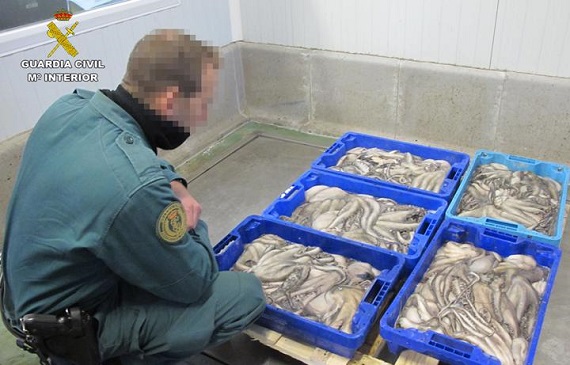 Inmovilizado 5.541 Kg de pescado congelado que no cumplía los requisitos legales. El pescado carecía de todo tipo de documentación de trazabilidad que garantizara su origen, también carecía de etiquetado.