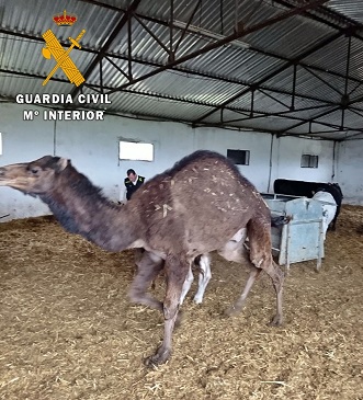 En las fincas de los implicados se recuperó parte del ganado sustraído, una veintena de ovejas que camuflaron entre los animales de sus explotaciones. También se intervinieron otras veinticinco cabezas de ganado, herramientas, maquinaria y un dromedario. Animales y material de los que no pudieron acreditar su legítima propiedad y procedencia.