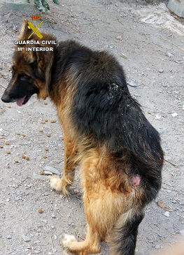 Con el objetivo principal de concienciar a los ciudadanos para que promuevan las medidas necesarias en la protección, ordenación y bienestar para los animales domésticos, así como a que denuncien  aquellas conductas contrarias al bienestar animal de las que tengan conocimiento, la Guardia Civil inició el pasado 29 de julio la campaña: YoSiPuedoContarlo.