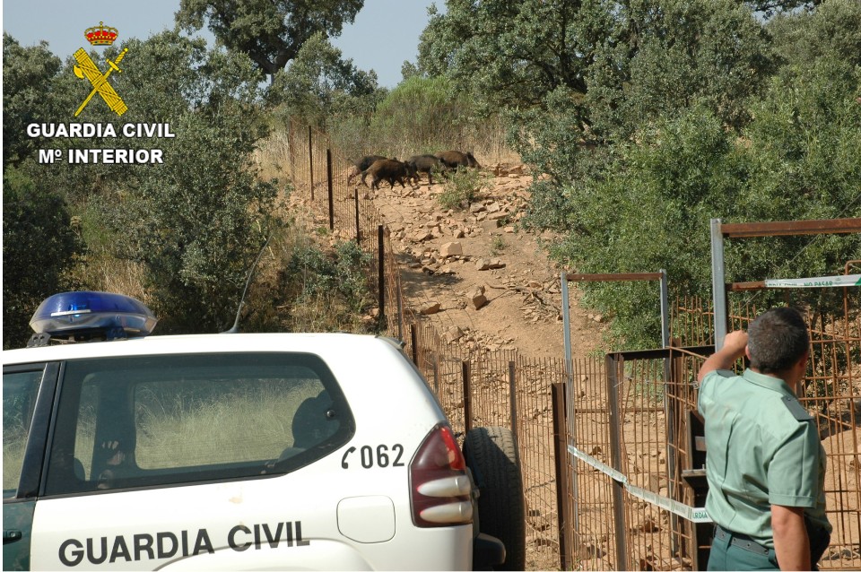 La Guardia Civil halla 8 jabalíes encerrados en una nave