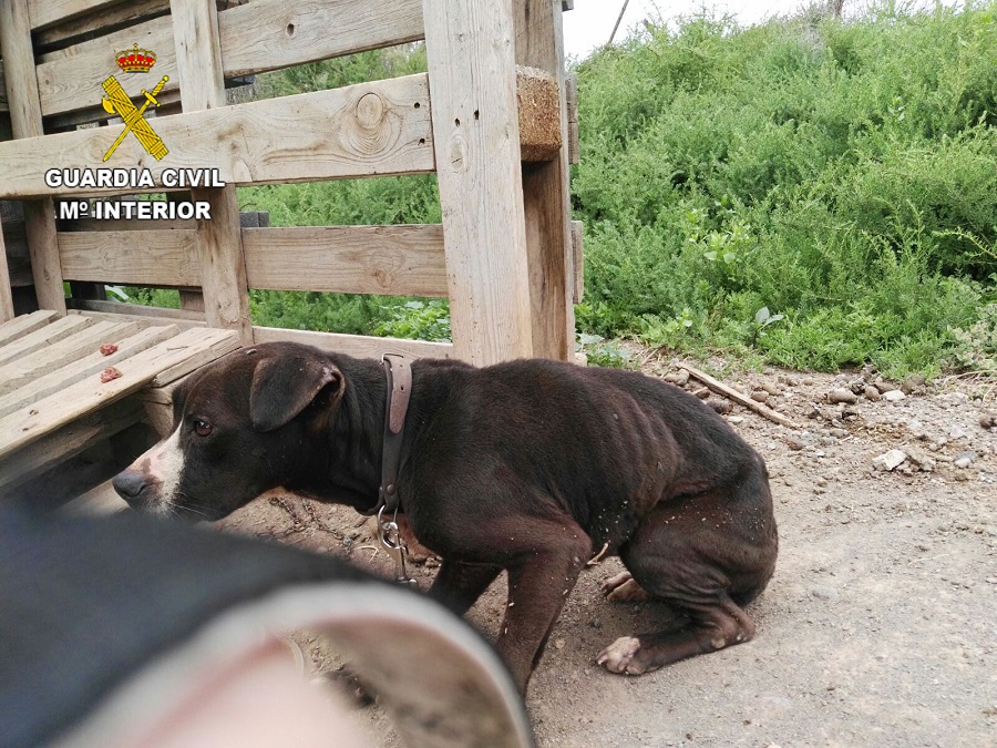 La Guardia Civil investiga a una persona por maltrato animal