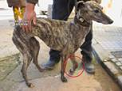 El SEPRONA imputa un delito de maltrato animal por abandono de un galgo.