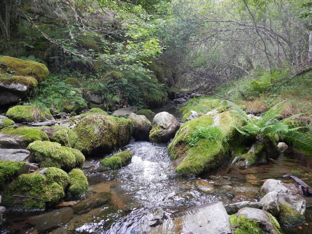 Arcos de vegetación y salto de agua en la reserva natural fluvial Río Tirón