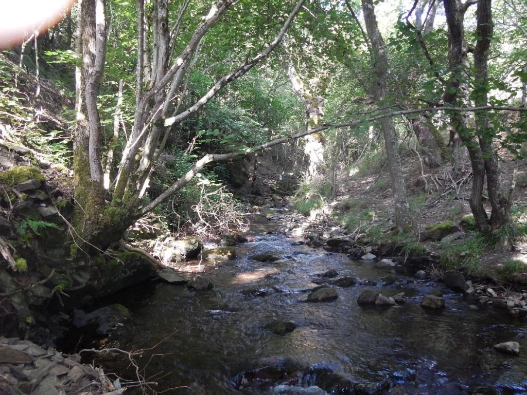 Tramo encajado y cauce sombreado en la reserva natural fluvial Río Calamantio