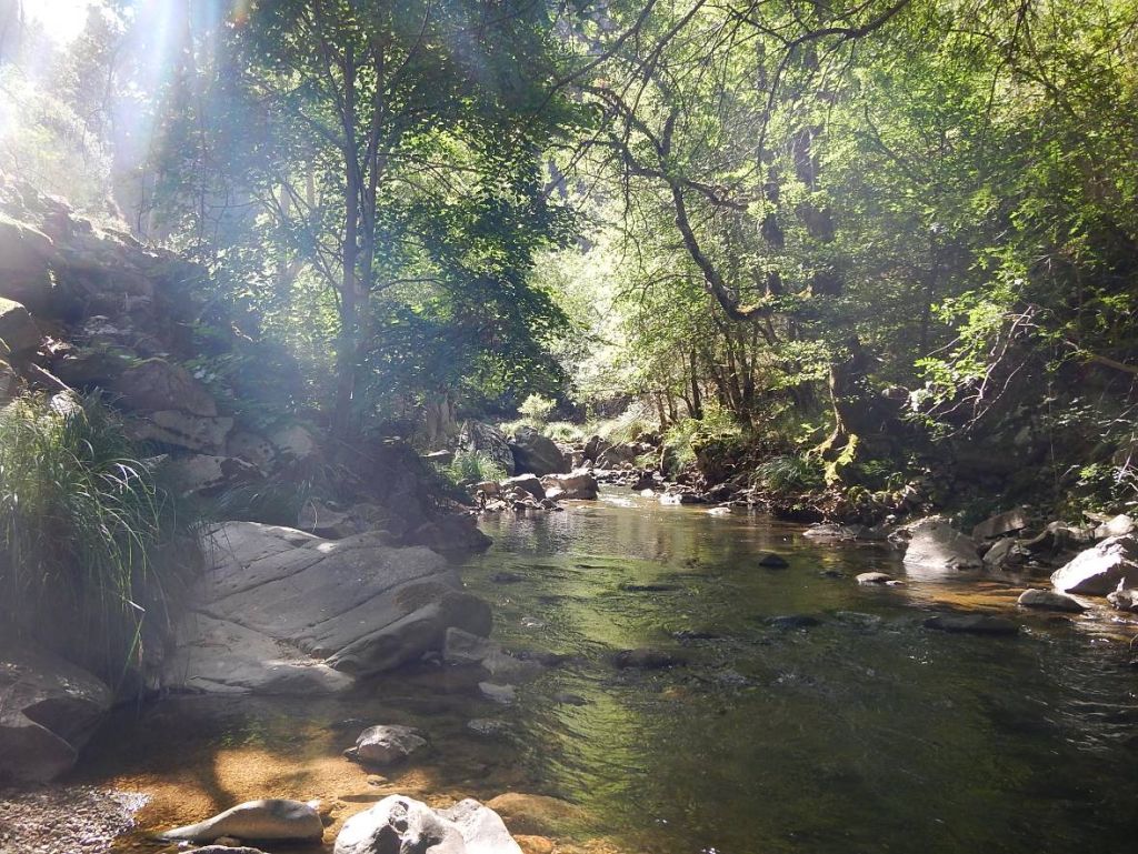 Cauce sombreado en la reserva natural fluvial Río Urbión