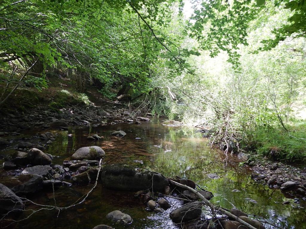 Cauce sombreado en la reserva natural fluvial Río Iregua