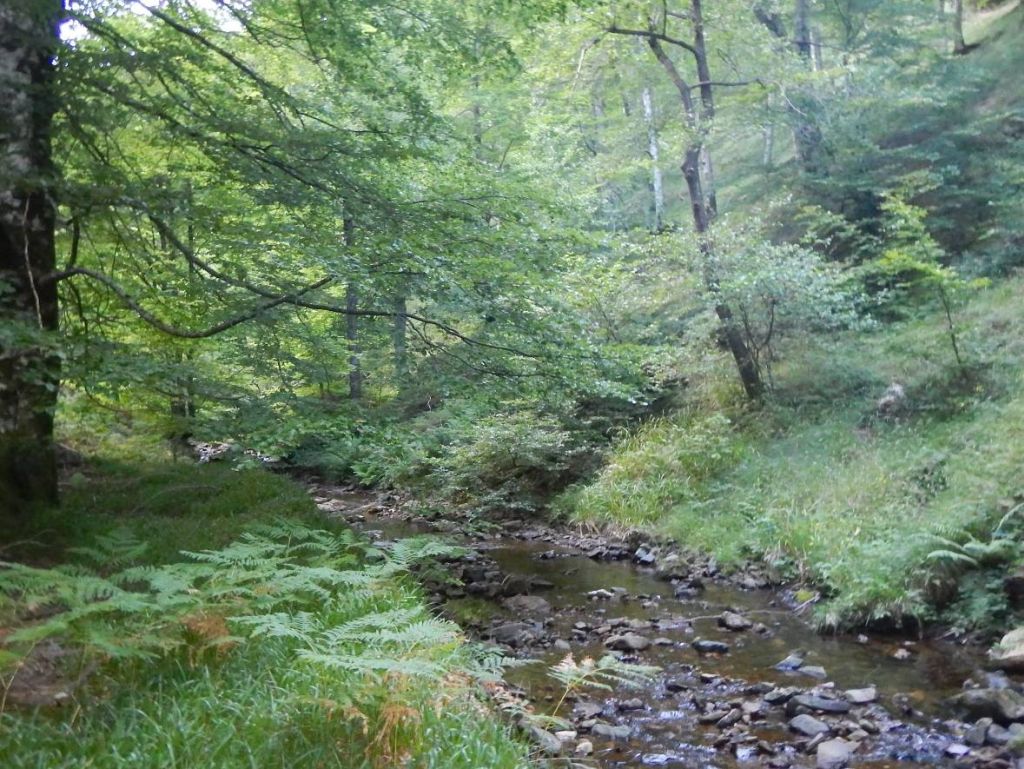 Cauce sombreado en la reserva natural fluvial Río Arga