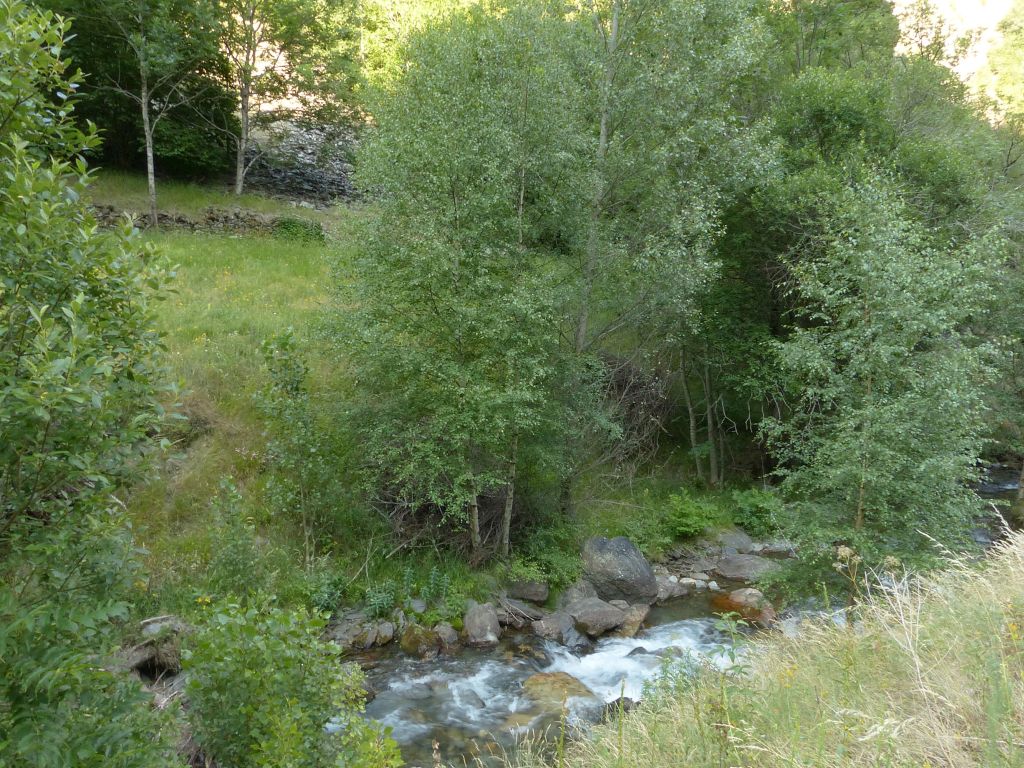 Vegetación de ribera discontinua en la reserva natural fluvial Río Tor