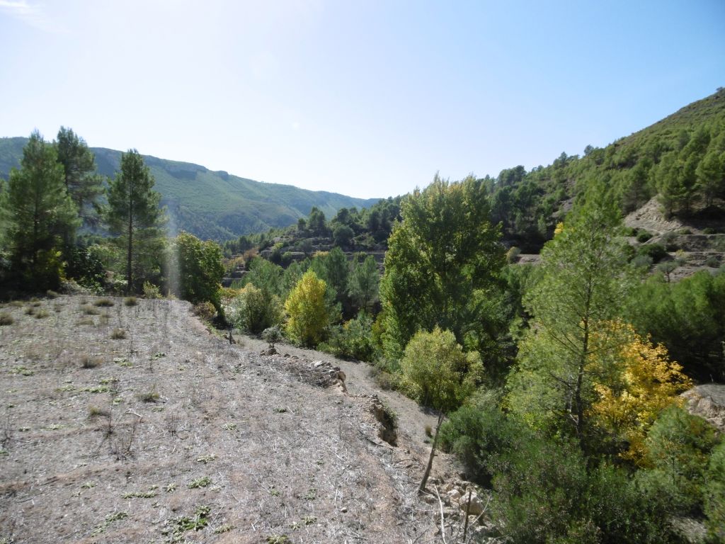 Terrazas agrícolas junto al bosque de ribera de la reserva natural fluvial Arroyo de los Collados y arroyo Escudero