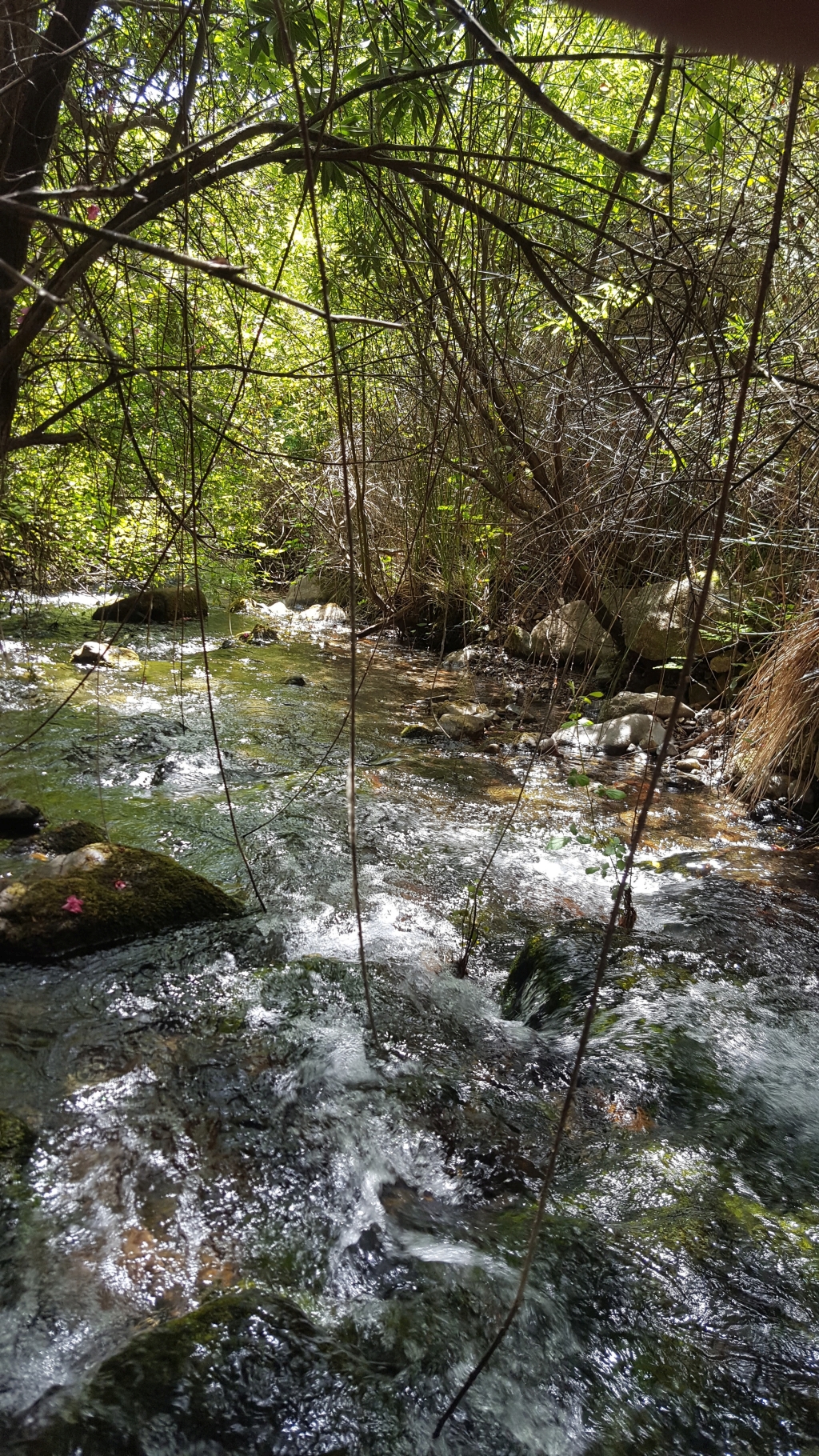 Reserva Natural Fluvial Medio-Alto Verde de Marbella