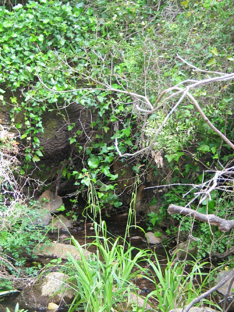 Reserva Natural Fluvial Garganta del Aliscar