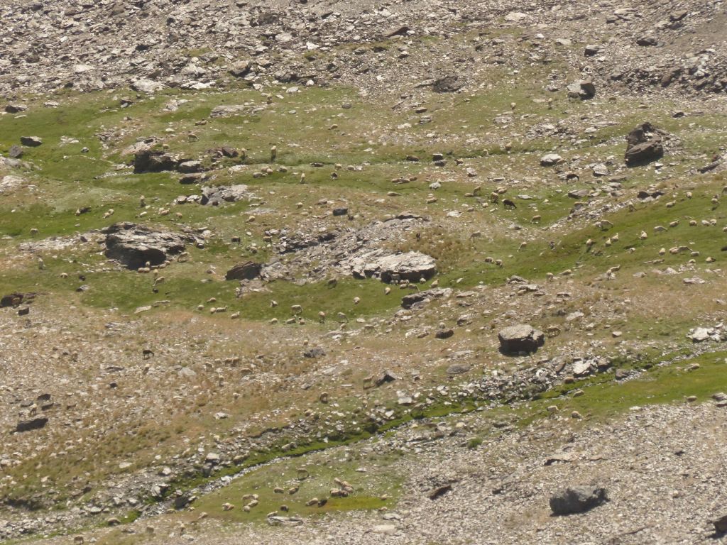 Pastos de montaña en la reserva natural fluvial Nacimiento del Genil