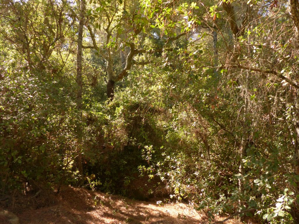 Aspecto de la vegetación de ribera de la reserva natural fluvial Arroyo Bejarano