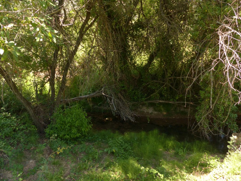 Vista de la vegetación de ribera de la reserva natural fluvial Cabecera de los ríos Salobre y Arjonilla (o Angorrilla)