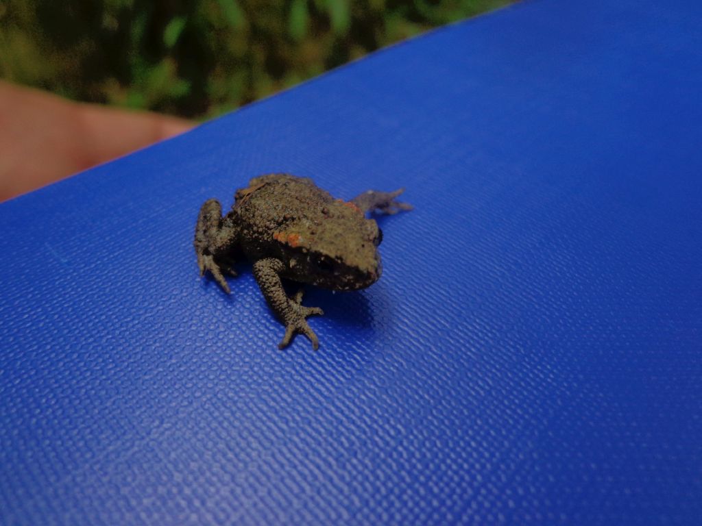 Sapillo encontrado en la reserva natural fluvial Cabecera del Saja