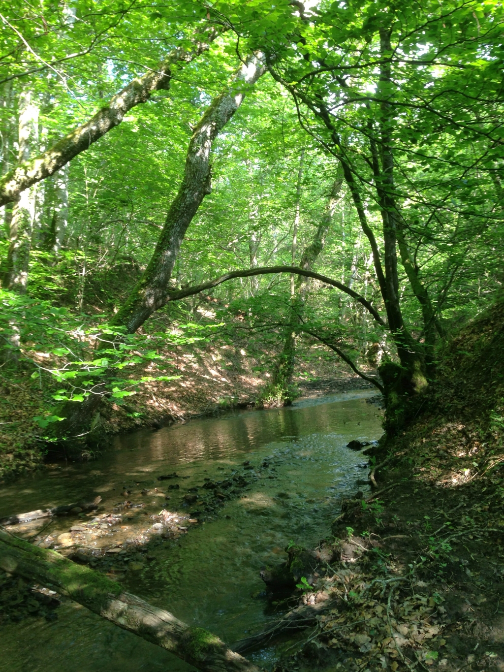 Reserva Natural Fluvial Deba