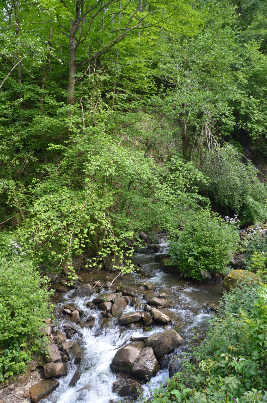 Reserva Natural Fluvial Deba