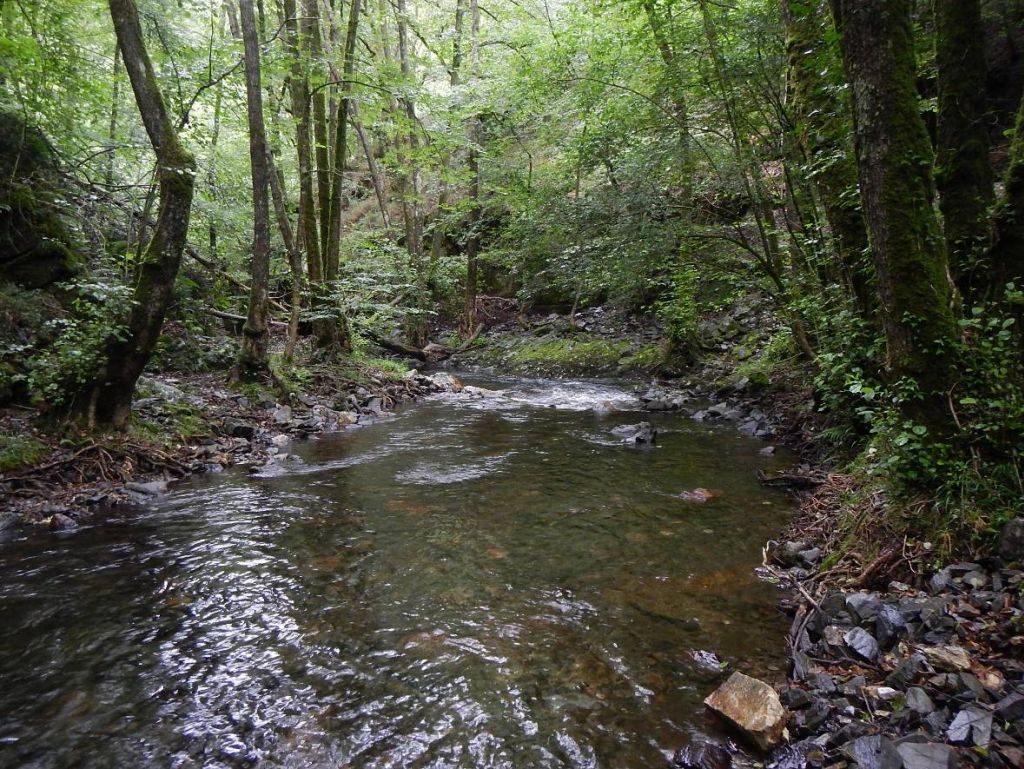 Remanso sombreado en la reserva natural fluvial Cabecera del río Añarbe
