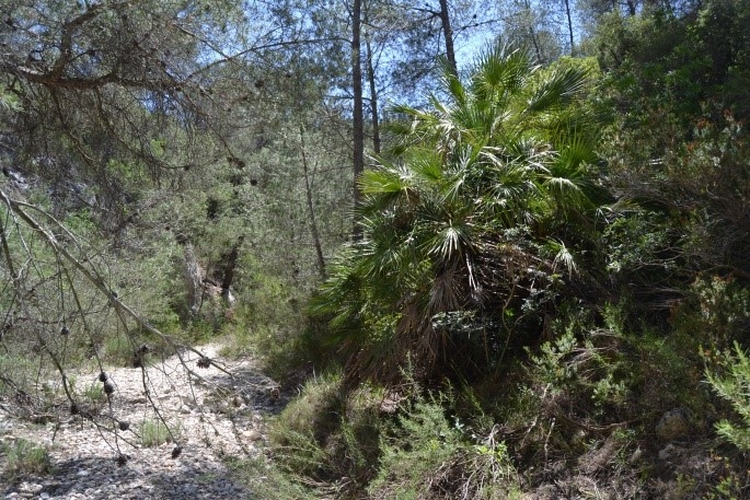 Reserva Natural Fluvial Barranco de Jovara