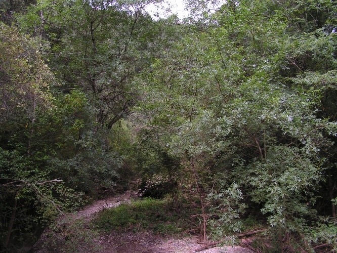 Reserva Natural Fluvial Cabecera de la Riera de Junyell