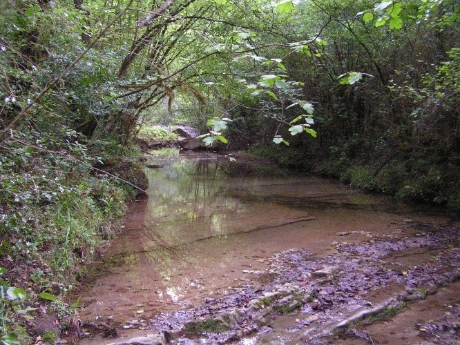 Reserva Natural Fluvial Cabecera de la Riera de Junyell