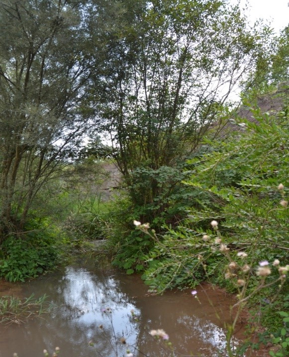 Reserva Natural Fluvial Cabecera de la Riera de Malrubí