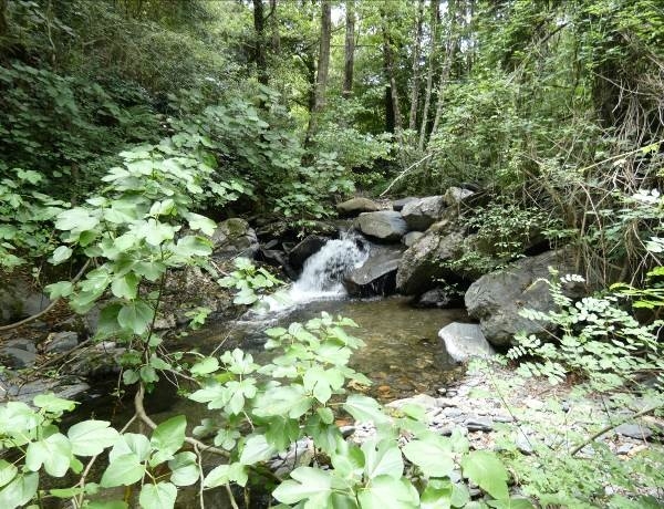 Reserva Natural Fluvial Cabecera del Tordera
