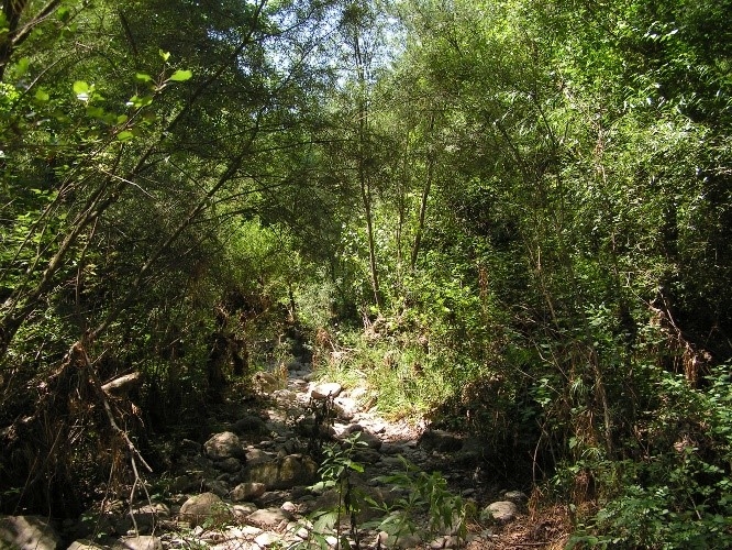 Reserva Natural Fluvial Riera de Borró