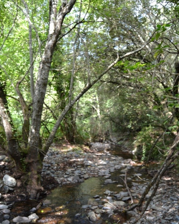 Reserva Natural Fluvial Riera de Picamena