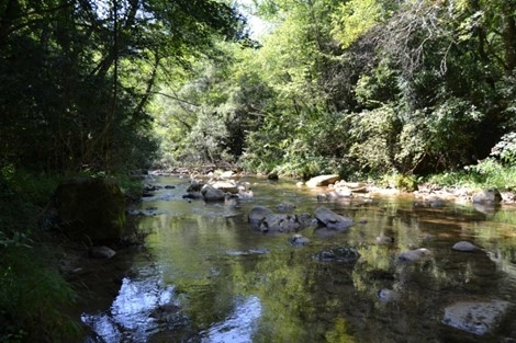 Reserva Natural Fluvial Riera de Vallfogona
