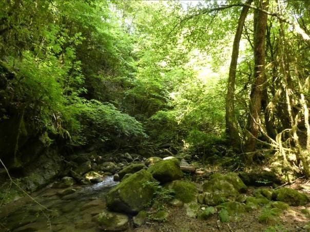 Reserva Natural Fluvial Riera de Santa Llúcia de Puigmal