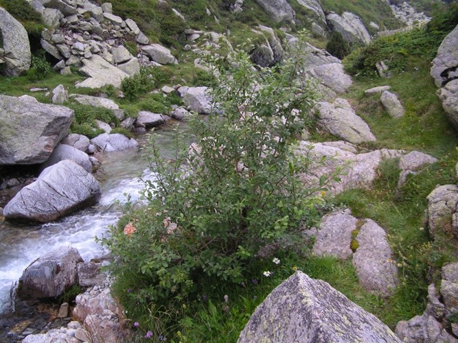 Reserva Natural Fluvial Torrente de Pla de Rus