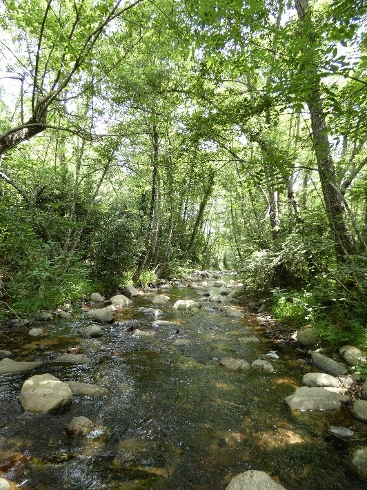 Reserva Natural Fluvial Tramo Medio de la Riera Major