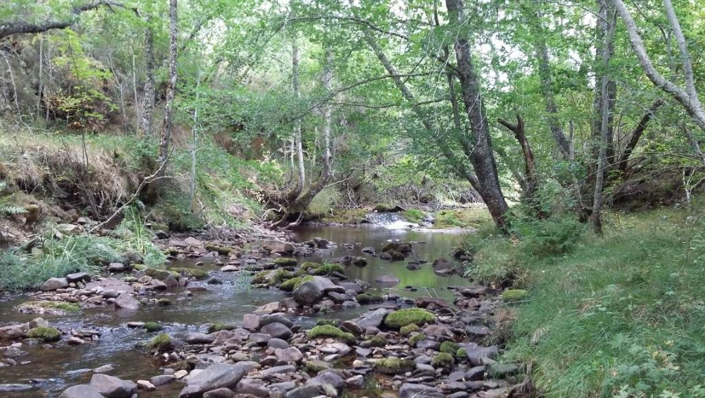 Bosque de ribera sombreando la totalidad del cauce en la reserva natural fluvial Alto Arlanzón