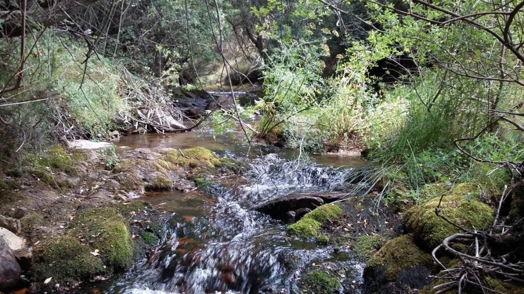 Pequeños rápidos creados en el lecho rocoso del río en la reserva natural fluvial Alto Arlanzón