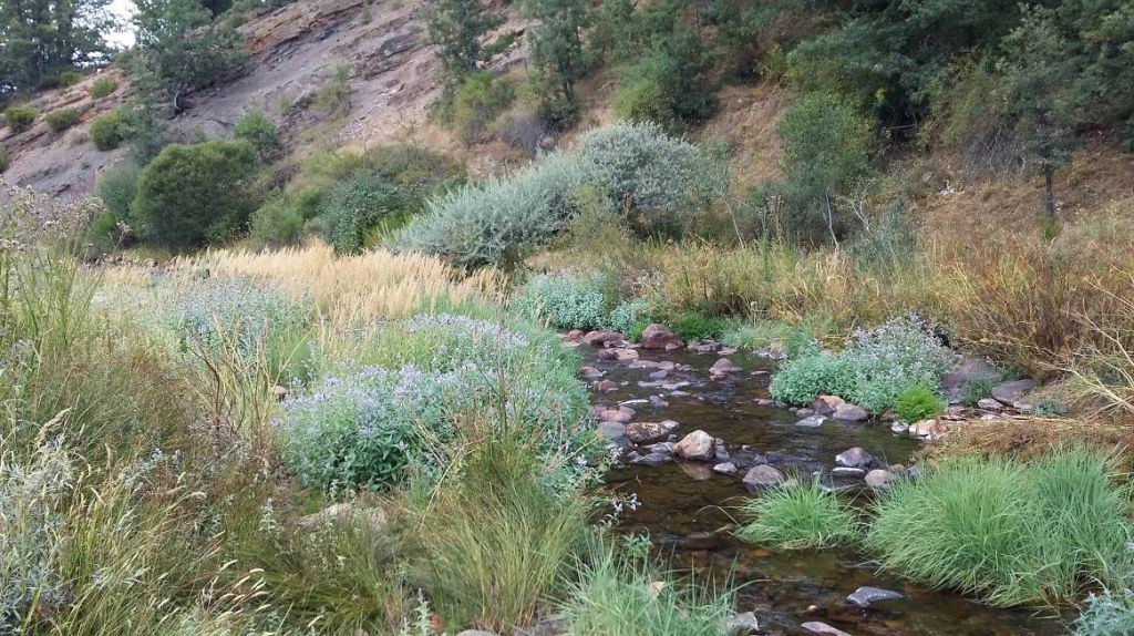 Vegetación de ribera de tipo pastizal rodeando el cauce en la reserva natural fluvial Alto Arlanzón