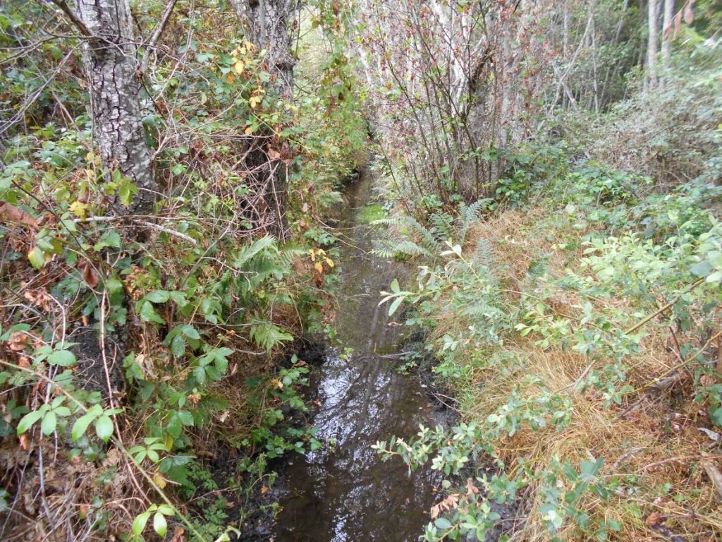 Pequeño arroyo dentro de la reserva natural fluvial Alto Duerna