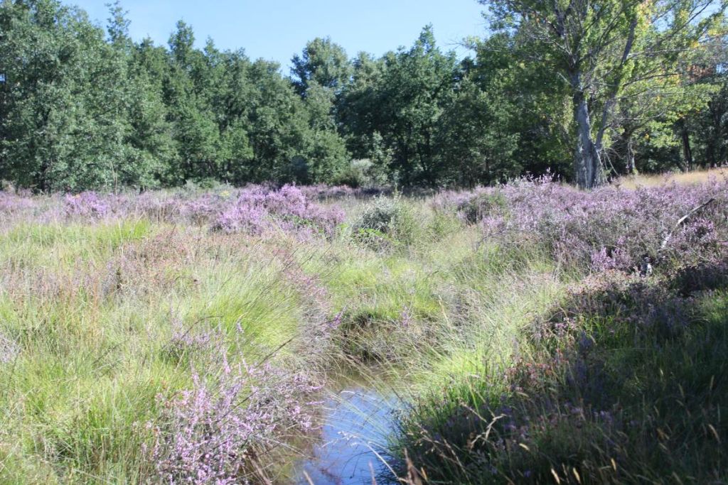 Especies de matorral en floración en la reserva natural fluvial Arroyo de Riocamba