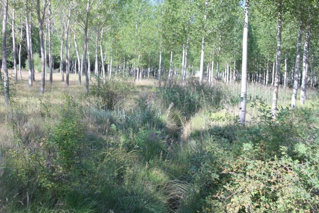 Plantación de chopos entre los que discurre el cauce en la reserva natural fluvial Arroyo de Riocamba